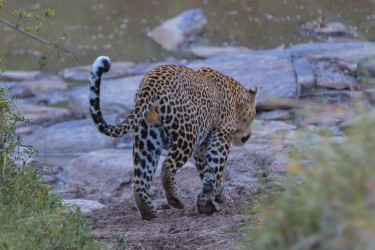 8R2A0694 Leopard Masai Mara South Kenya