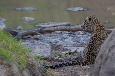 8R2A0697 Leopard Masai Mara South Kenya