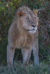 8R2A0751 Lion Masai Mara South Kenya