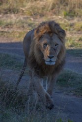 8R2A0760 Lion Masai Mara South Kenya