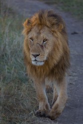 8R2A0773 Lion Masai Mara South Kenya