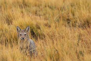 7P8A1126 Patagonian Fox Tierra Fuego Southern Chile