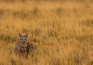 7P8A1158 Patagonian Fox Tierra Fuego Southern Chile