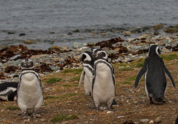 7P8A1562 Magellan Pinguin Isla Magdalena Tierra Fuego Southern Chile