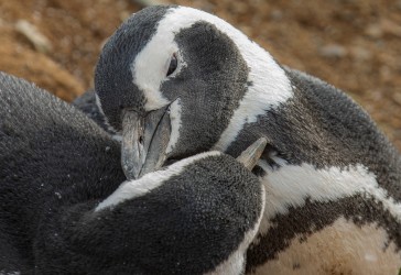 7P8A1593 Magellan Pinguin Isla Magdalena Tierra Fuego Southern Chile