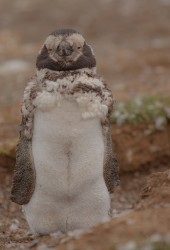 7P8A1709 Magellan Pinguin Isla Magdalena Tierra Fuego Southern Chile