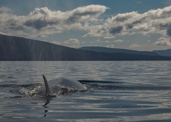 7P8A2840 Sei Whales Magellan Street Tierra Fuego Southern Chile