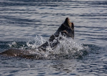 7P8A2901 Sea lion Magellan Street Tierra Fuego Southern Chile