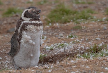 AI6I1737 Magellan Pinguin Isla Magdalena Tierra Fuego Southern Chile
