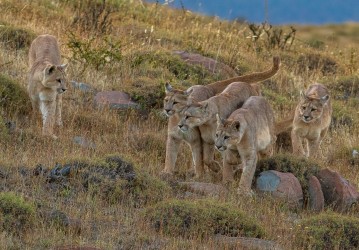 AI6I2573 Puma Rupestre Cubs Torre del Paine Southern Chile