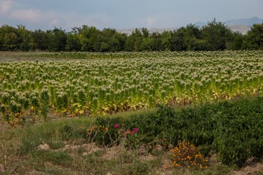0S8A7189 Tabacco field Mariovo Region Southeast Macedonia