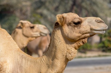 8R2A0334 Camel Farm Bahrain