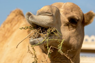 8R2A0376 Camel Farm Bahrain