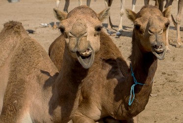8R2A0386 Camel Farm Bahrain