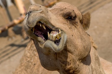 8R2A0400 Camel Farm Bahrain