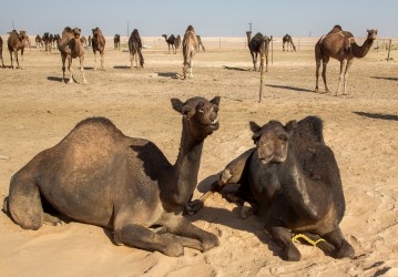 8R2A2789 Black Camel Farm South Oman