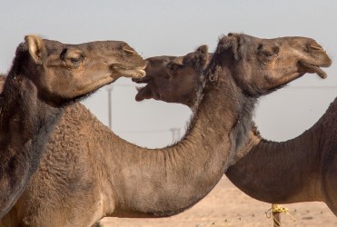 8R2A2800 Black Camel Farm South Oman