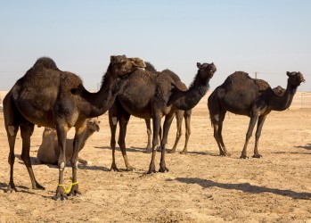 8R2A2806 Black Camel Farm South Oman