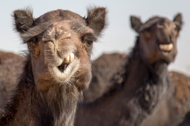 8R2A2811 Black Camel Farm South Oman