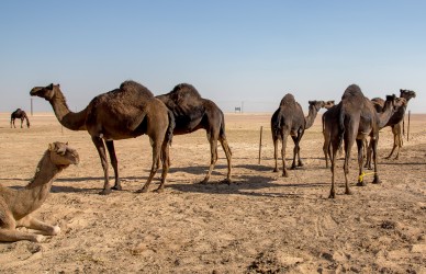8R2A2823 Black Camel Farm South Oman