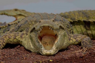 8R2A0711 Crocodile Nechisar NP South Ethiopia