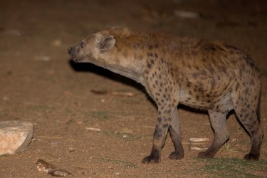 8R2A4076 Harar Hyena 6