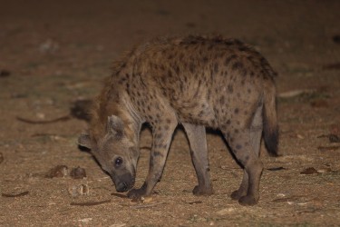 8R2A4078 Harar Hyena 5