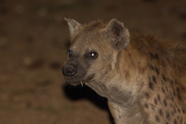 8R2A4083 Spotted Hyena Awassa Ethiopia