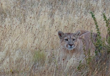 AI6I2618 Puma Rupestre Cubs Torre del Paine Patagonia Southern Chile