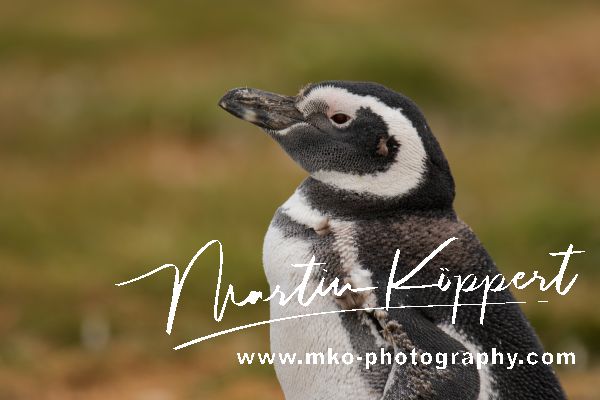 7P8A1655 Magellan Pinguin Isla Magdalena Tierra Fuego Southern Chile