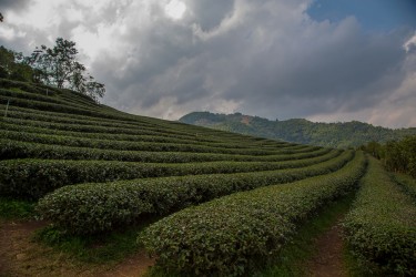 8R2A1771 Tea Plantation Thaton Valley North Thailand