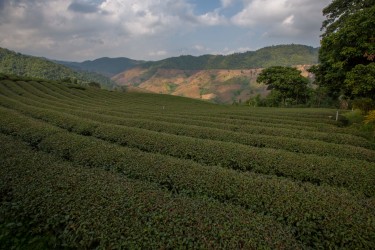 8R2A1775 Tea Plantation Thaton Valley North Thailand