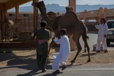 8R2A5335 Camel Market Al Ain UAE