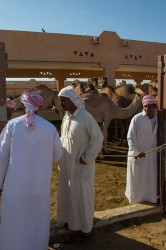 8R2A5358 Camel Market Al Ain UAE
