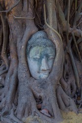 8R2A6467 Budda Head Wat Maha That Ayuthaya Central Thailand