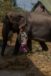 8R2A6632 Elephant Kral  Ayuthaya Central Thailand