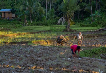 8R2A1662 Farming Bohol Island Visayas Philippines