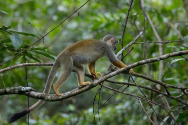 7P8A5153 Common Squirrel Monkey Yasuni NP Amazon Ecuador