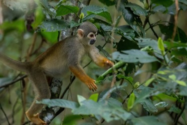 7P8A5159 Comman Squirrel Monkey Yasuni NP Amazon Ecuador