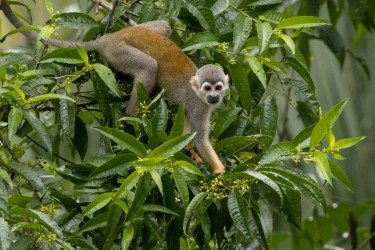 AI6I3112 Common Squirrel Monkey Yasuni Amazon Ecuador