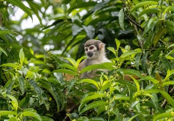 AI6I3124 Common Squirrel Monkey Yasuni Amazon Ecuador