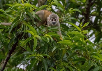 AI6I3160 Common Squirrel Monkey Yasuni Amazon Ecuador