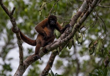 AI6I3373 Wolly Monkey Yasuni Amazonas Ecuador