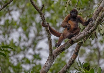 AI6I3381 Woolly Monkey Yasuni Amazon Ecuador