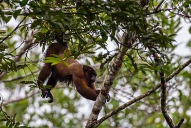 AI6I3402 Woolly Monkey Yasuni Amazon Ecuador