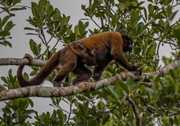 AI6I3452 Woolly Monkey Yasuni Amazon Ecuador