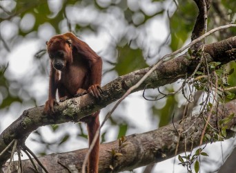 AI6I3538 Red Howler Monkey Yasuni Amazon Ecuador