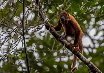 AI6I3546 Red Howler Monkey Yasuni Amazon Ecuador