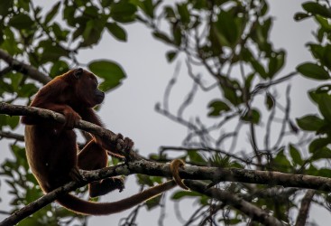 AI6I3559 Red Howler Monkey Yasuni Amazon Ecuador