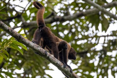 AI6I3574 Wolly Monkey Yasuni Amazonas Ecuador
